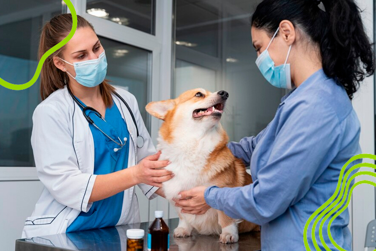 Organização do pet