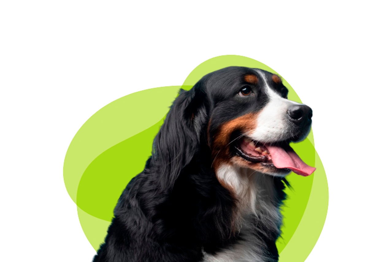 Cão e gato